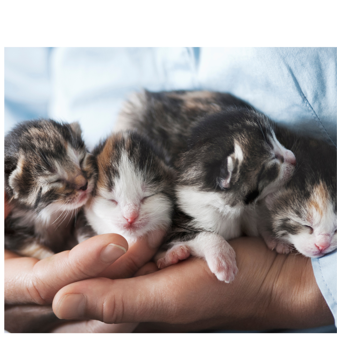 Homepage - Humane Society of Sheboygan County